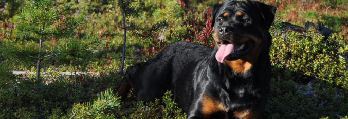 Norsk Rottweilerklubb